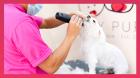Mobile Cat Grooming