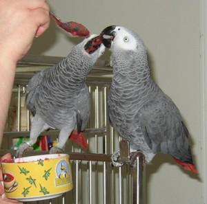 A Pair of Talking African Grey Parrots