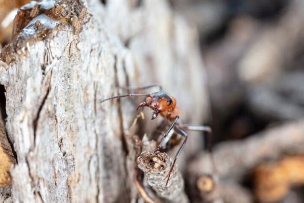 Pest Control in Sharjah | Al Ameen Pest Control